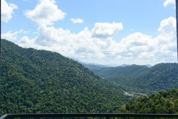 Der Regenwald von Queensland vom Momu Tropical Skywalk aus gesehen