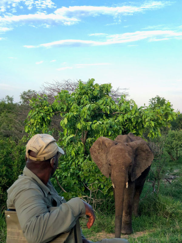 Master Tracker Jonas mit einem Elefanten