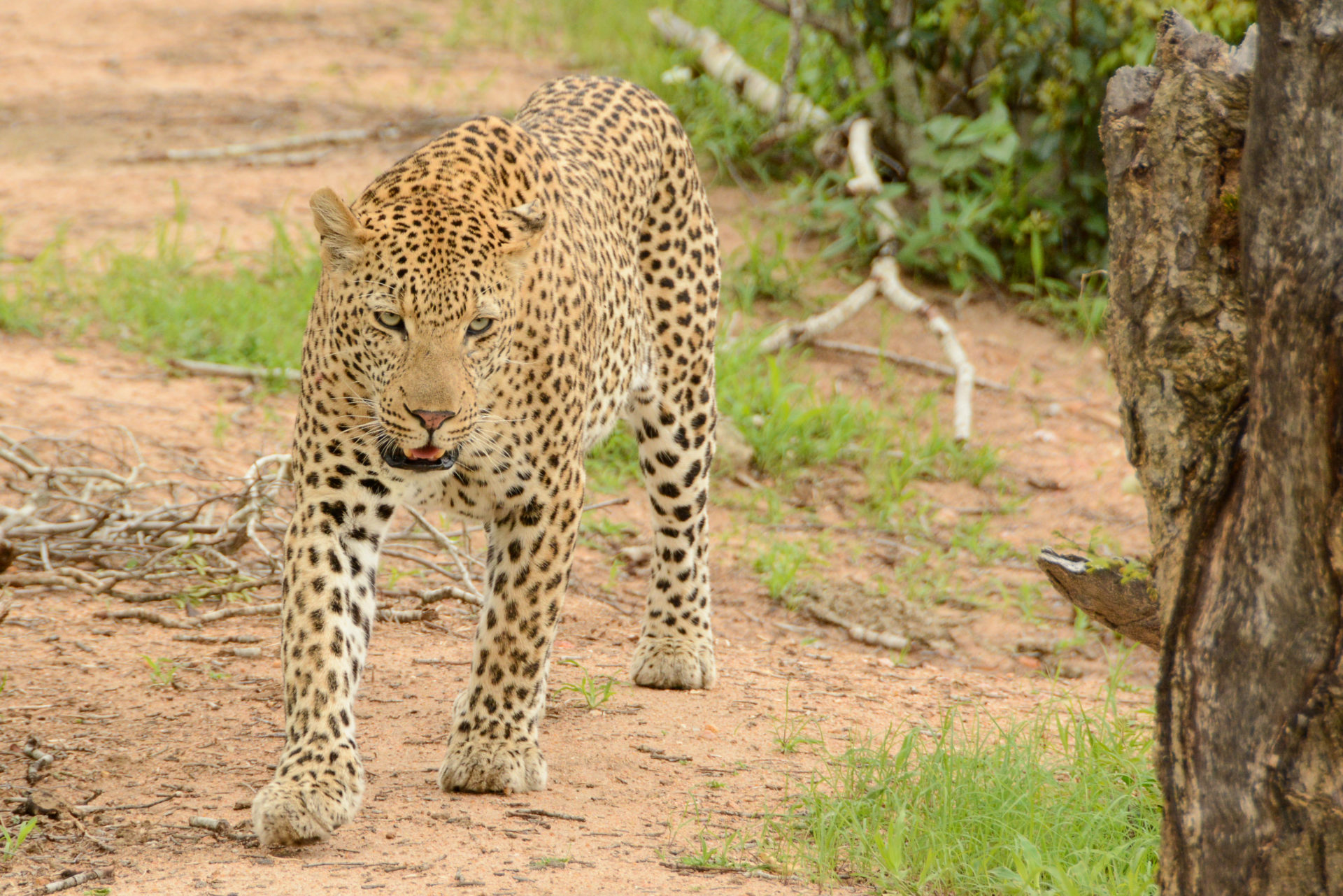 Leopard im Greater Kruger national Park