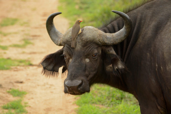 Wasserbüffel mit Rotschnabelmadenhacker im Kruger Nationalpark