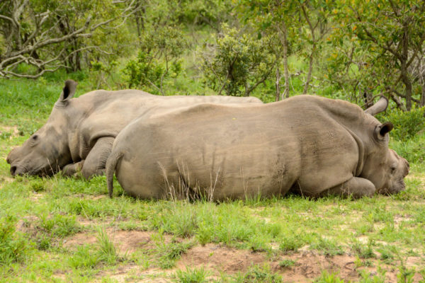 Zwei liegende Nashörner ohne Horn im Greater Kruger.
