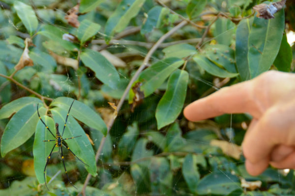 Schwarzgelbe Spinne in ihrem Netz in Queensland