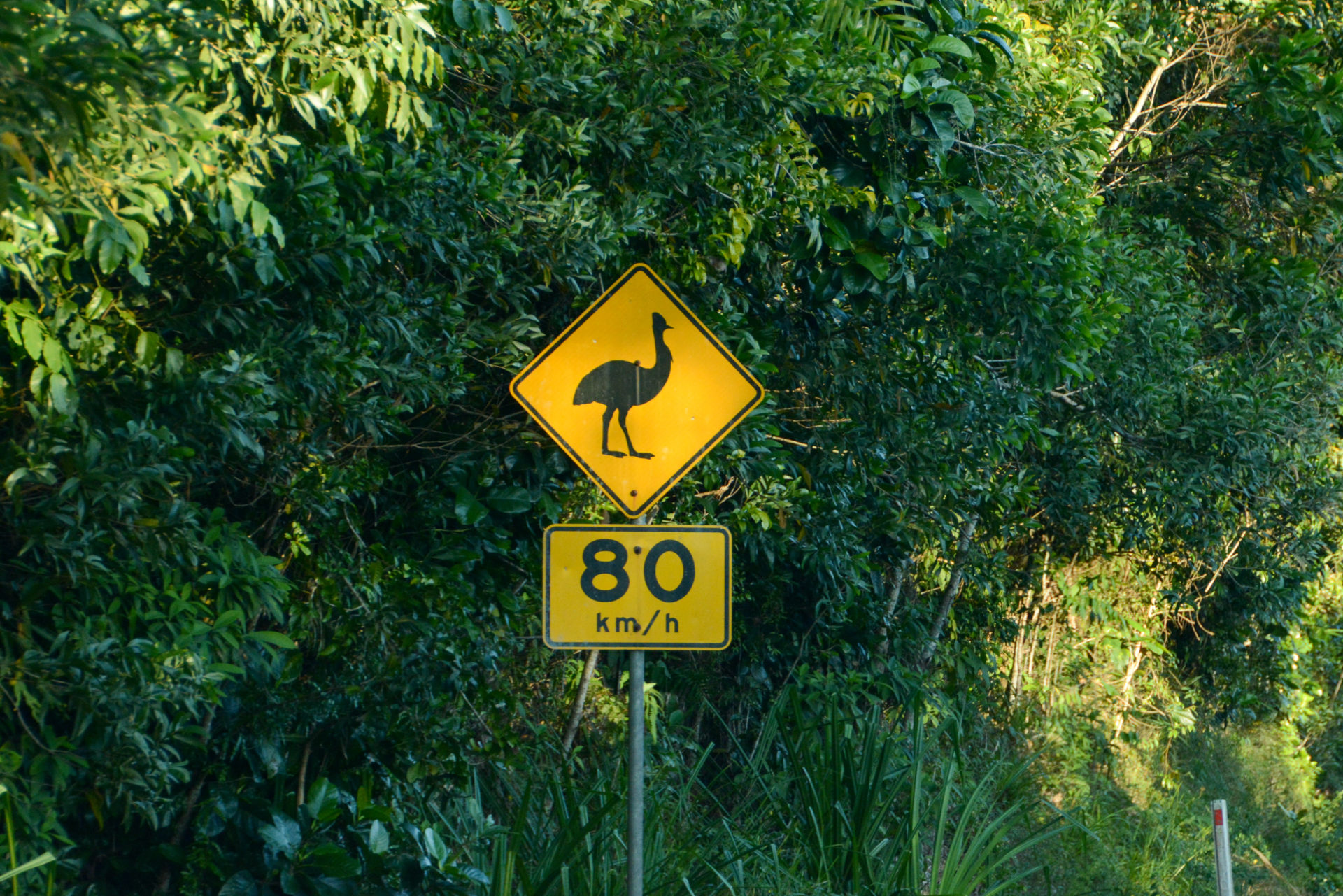 Achtung: Blauhelmkasuare kreuzen die Straße während des Road Trip durch Queensland