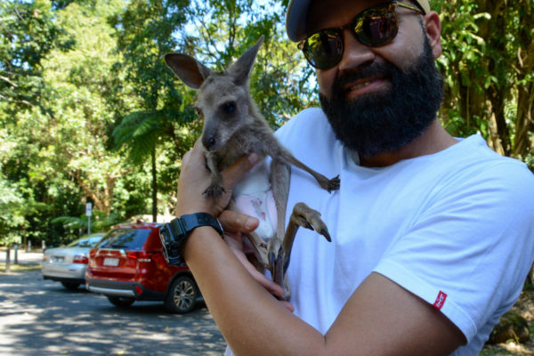 Ein ehemals verletztes Wallaby auf dem Arm von Ziehvater John in Queensland