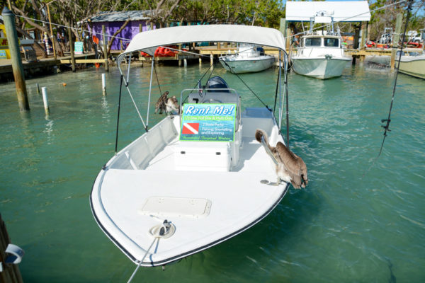 Ein von zwei Pelikanen besetztes Boot bei Robbie's Marina auf den Florida Keys