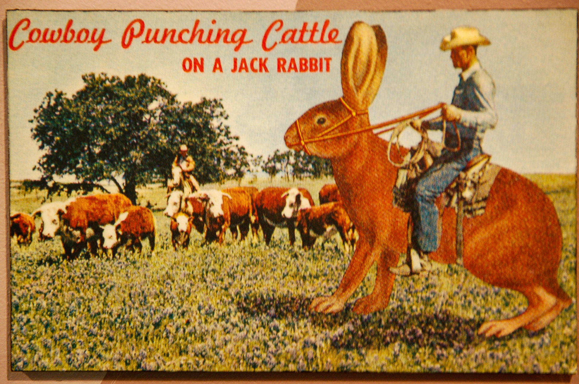 Postkarte von einem Cowboy, der auf einem Jackrabbit reitet