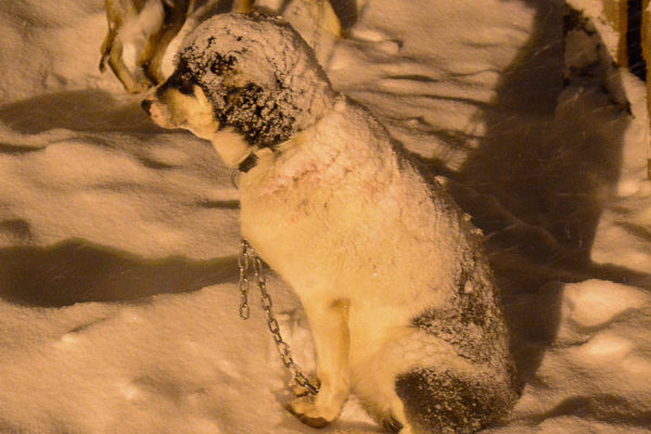 Total eingeschneiter Hund bei einer Tour mit einem Huskyschlitten in Norwegen