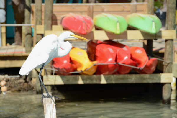 Ein weißer Reiher auf den Florida Keys