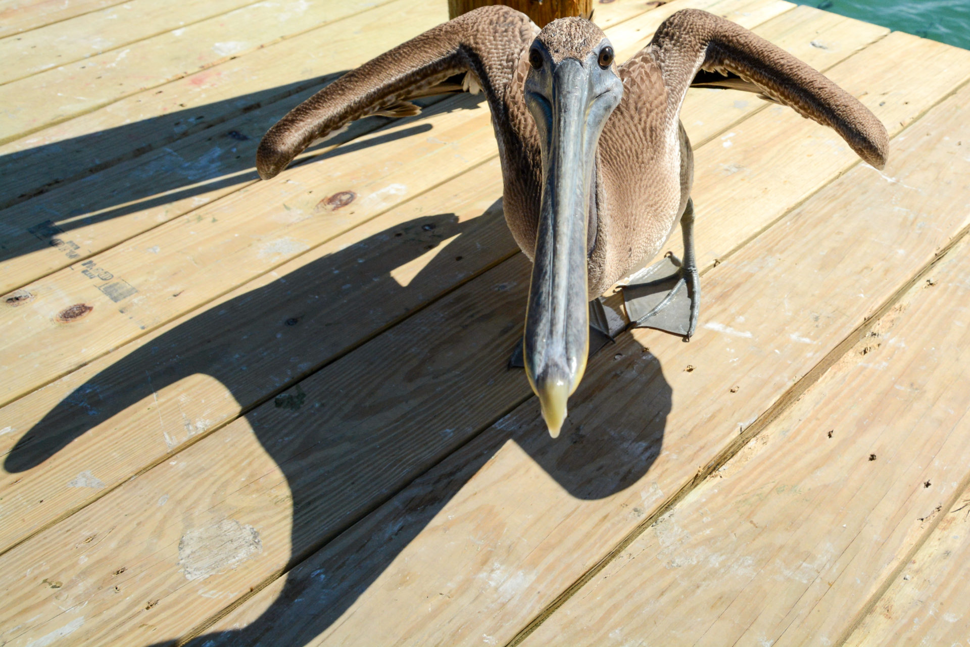 Ein Pelikan bei Robbie's Marina in Florida