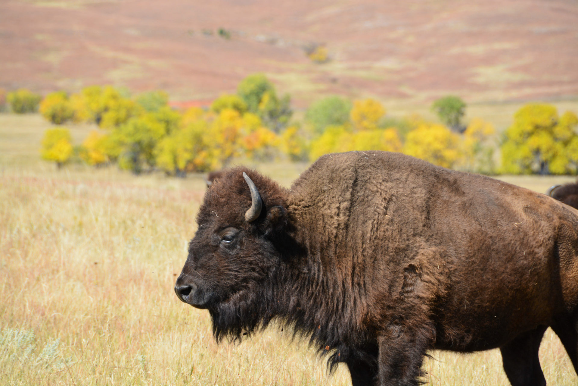 Ein Büffel posiert vor herbstlichen Bäumen in South Dakota