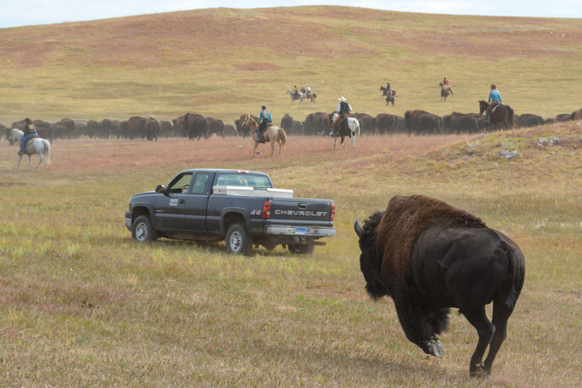 Ein Büffel verfolgt einen Pickup beim Buffalo Roundup in South Dakota