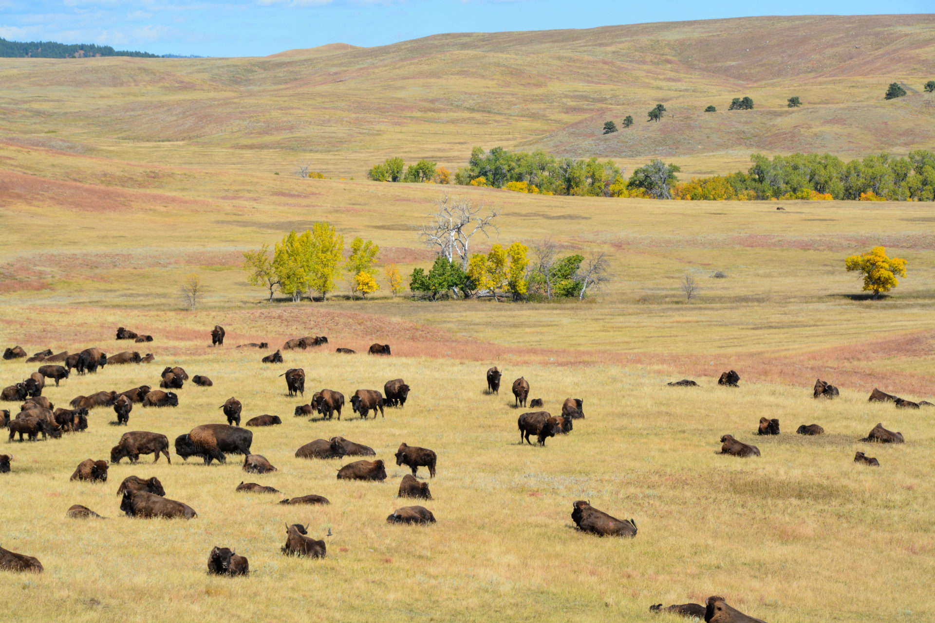 Eine Büffelherde in den Hügellandschaften von South Dakota, dem wahren Amerika