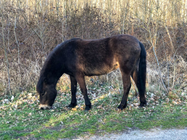 Ein Pony im Wald bei Wijk aan Zee in Holland