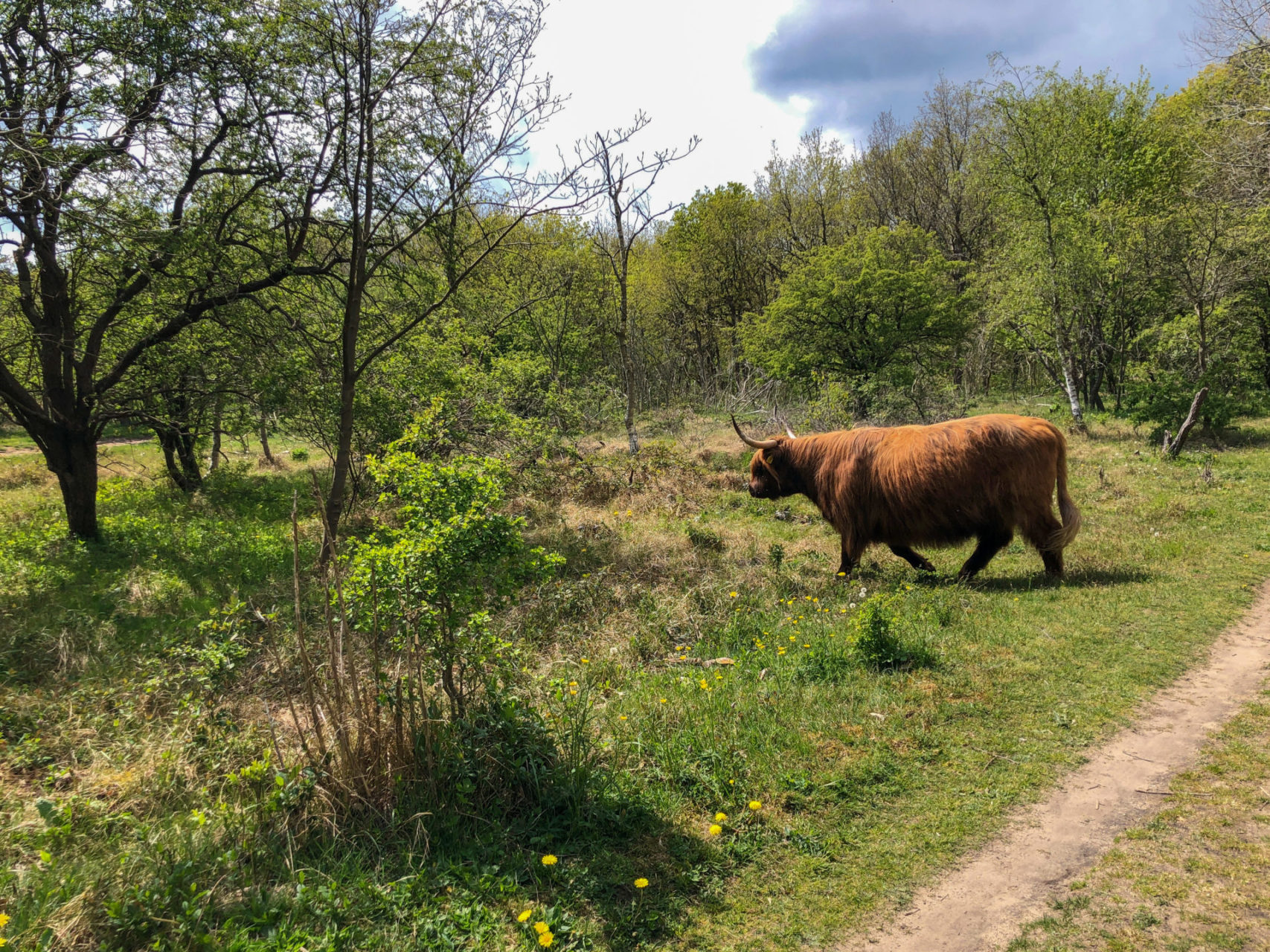 Ein Wisent in den Dünen von Castricum in Nordholland