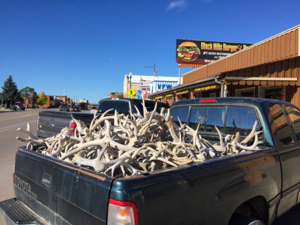 Hirschgeweihe auf der Ladefläche eines Pickups in South Dakota