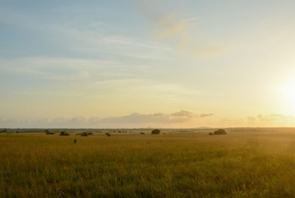 Sonnenaufgang über Feldern in Mosambik mit einzlenen Akazien