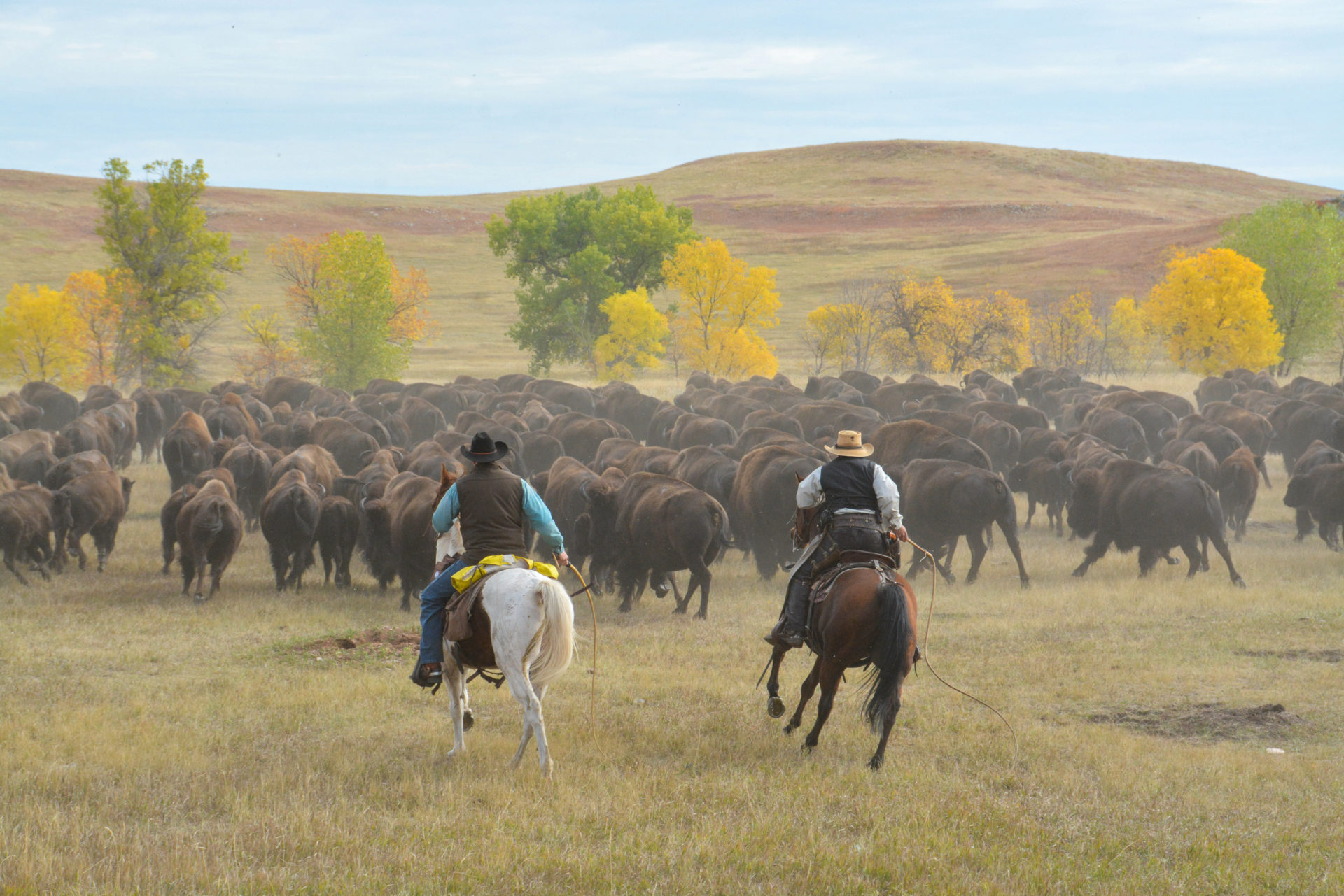 Zwei Reiter treiben eine Büffelherde in South Dakota beim Buffalo Roundup vor Herbstlaub