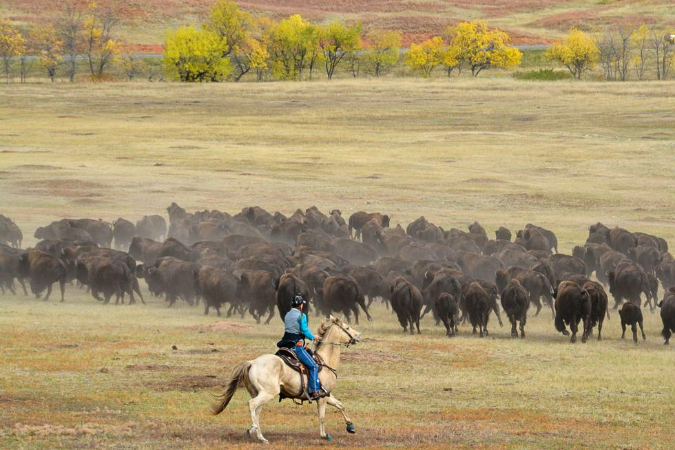 Reiterin treibt eine Büffelherde beim Buffalo Roundup im Custer State Park in South Dakota
