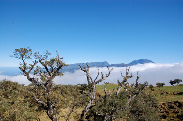 Akazien vor einem Wolkenteppich mit Bergmassiv auf Réunion