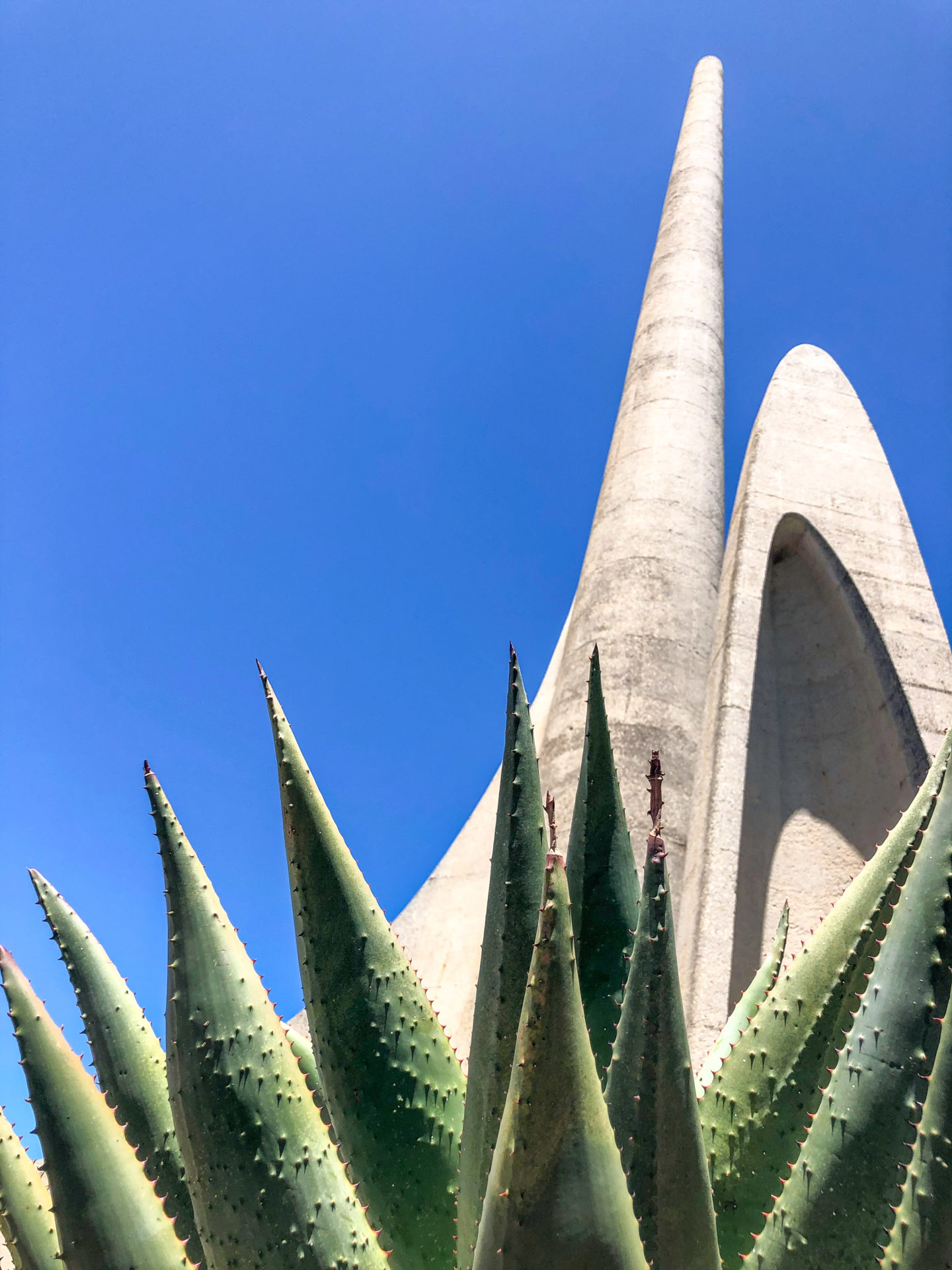 Kaktus vor dem Monument für das Afrikaans bei Paarl in Südafrika
