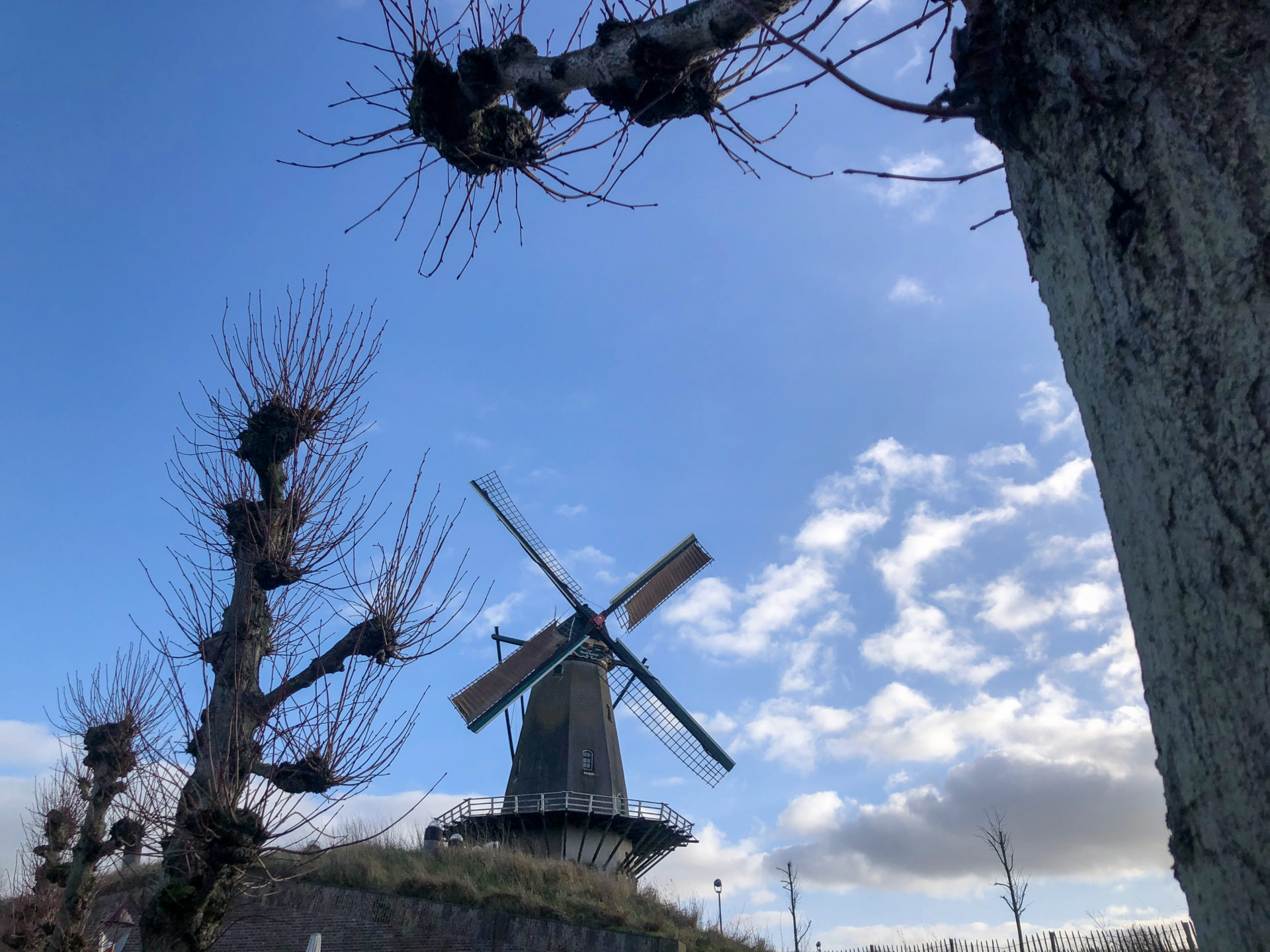 Die WIndmühle von Woudrichem mit Kopflinden vor blauem Himmel