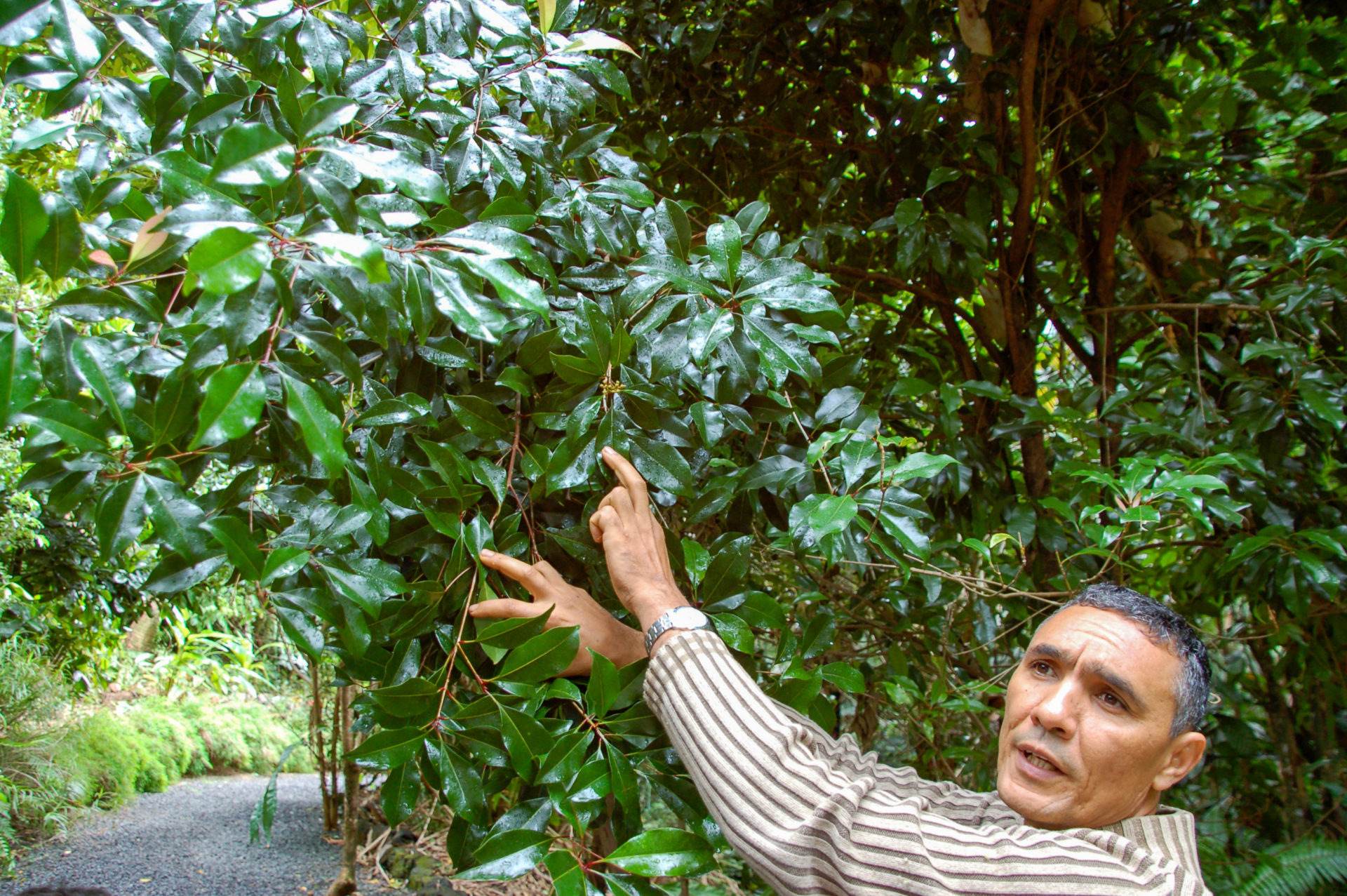Ein Mann zeigt die Früchte seiner Arbeit im Kräutergarten auf der Insel La Réunion