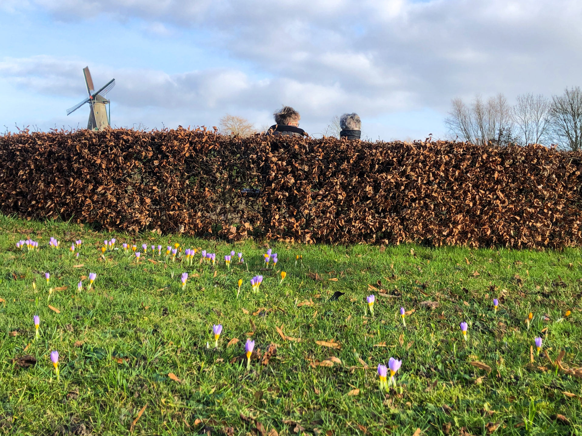Winterliche Hecke mit Krokussen und dahinter der Windmühle der Festungsstadt Woudrichem in den Niederlanden