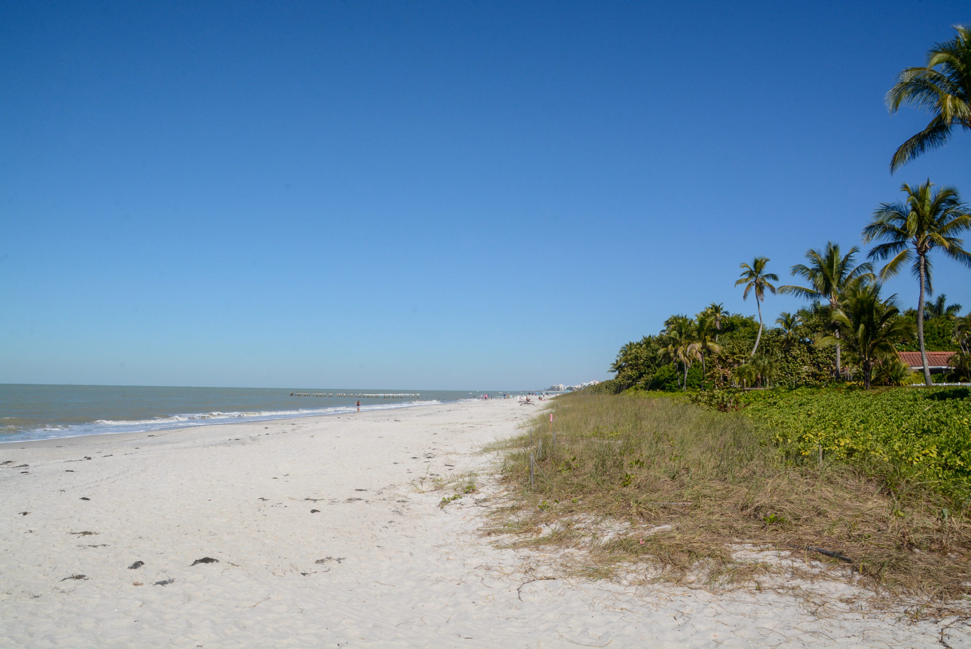 Palmen am Strand von Naples machen ihn zu einem der schönsten in Florida