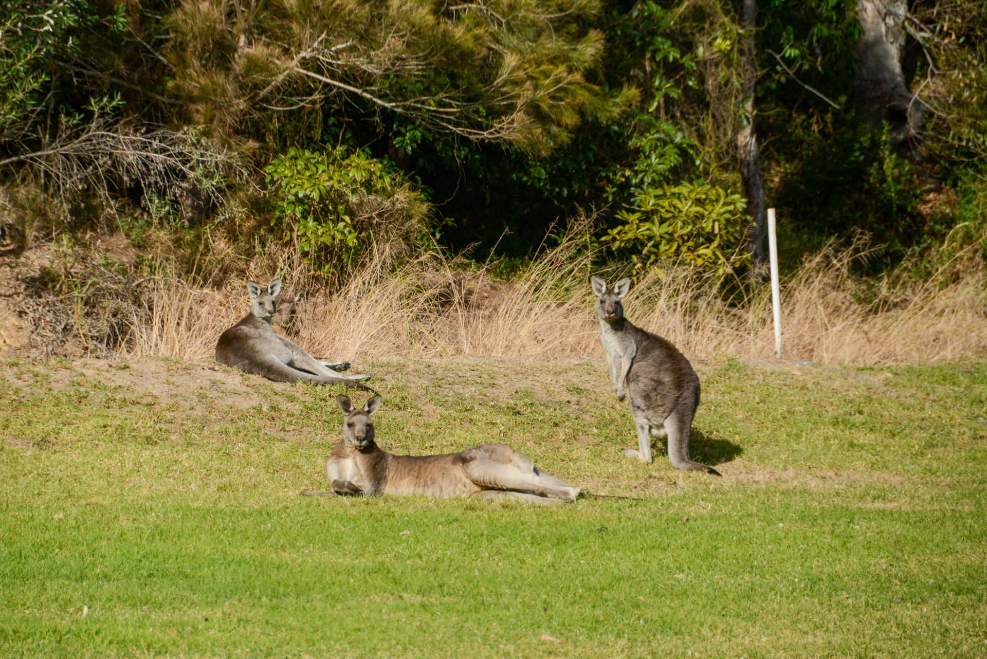 Salonlöwe oder doch ein Känguru? Diese Frage stellt sich beim Roadtrip auf dem Princes Highway