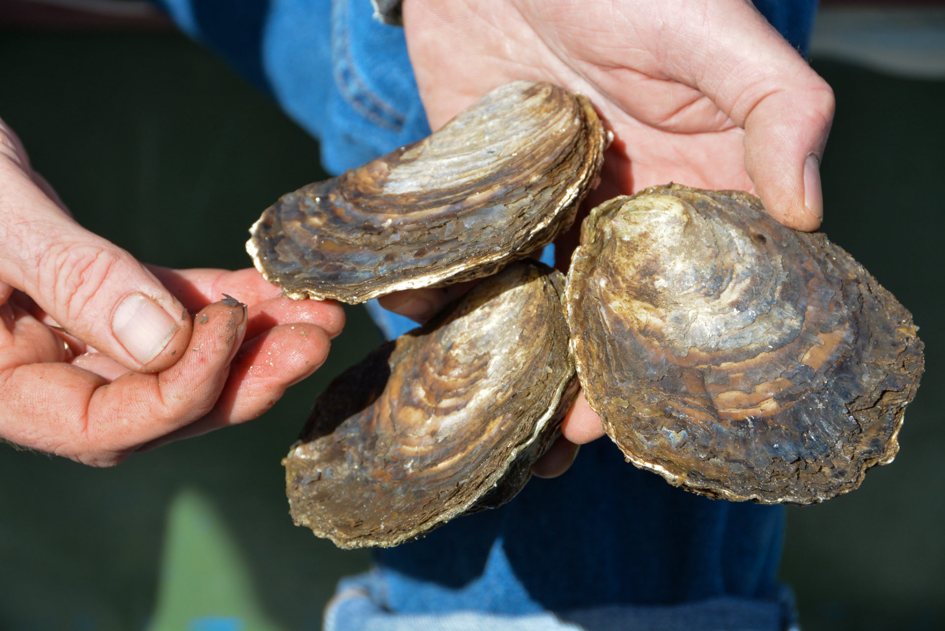 Drei Exemplare der Sydney Rock Oyster