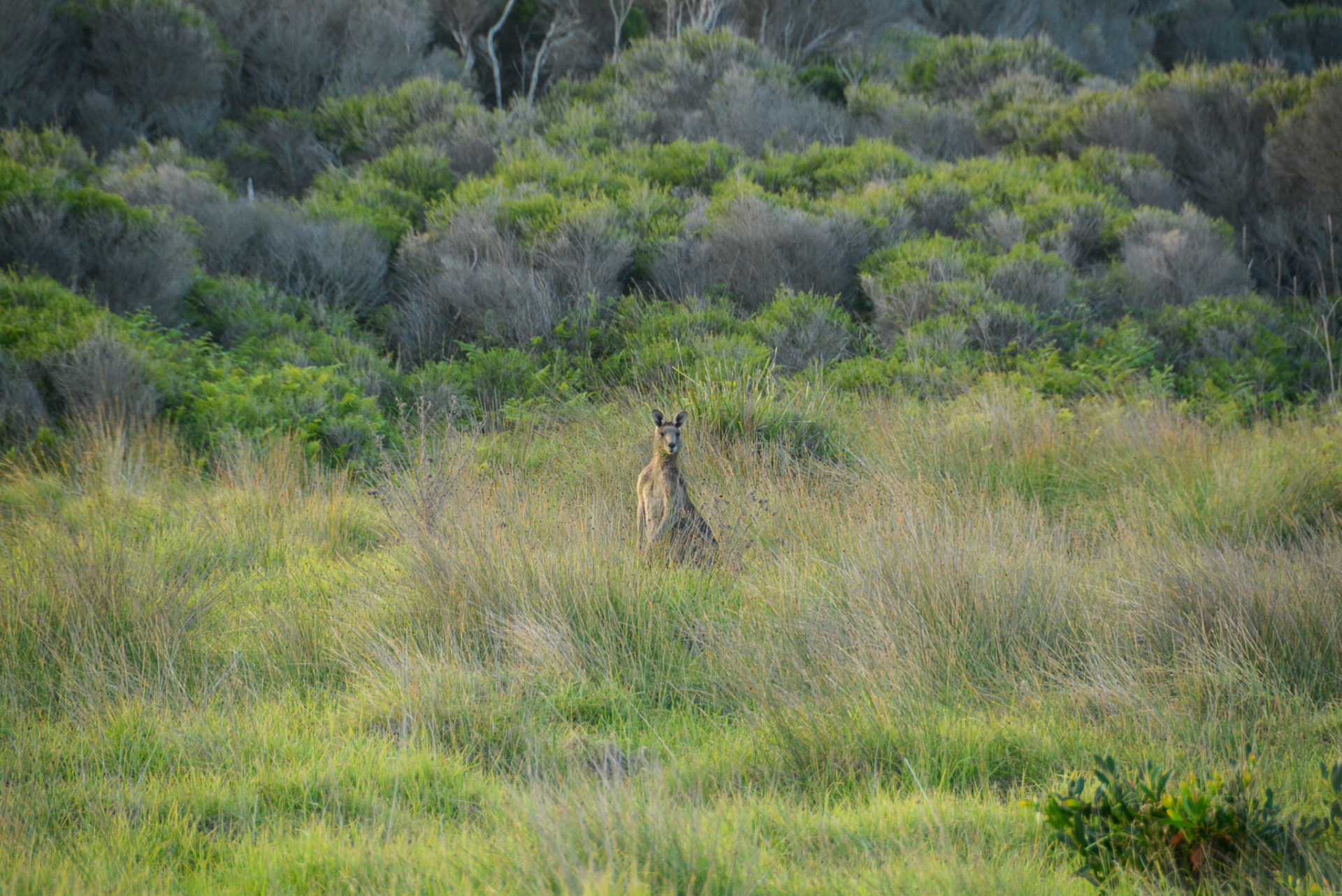 Neugieriges Känguru bei Eden in New South Wales