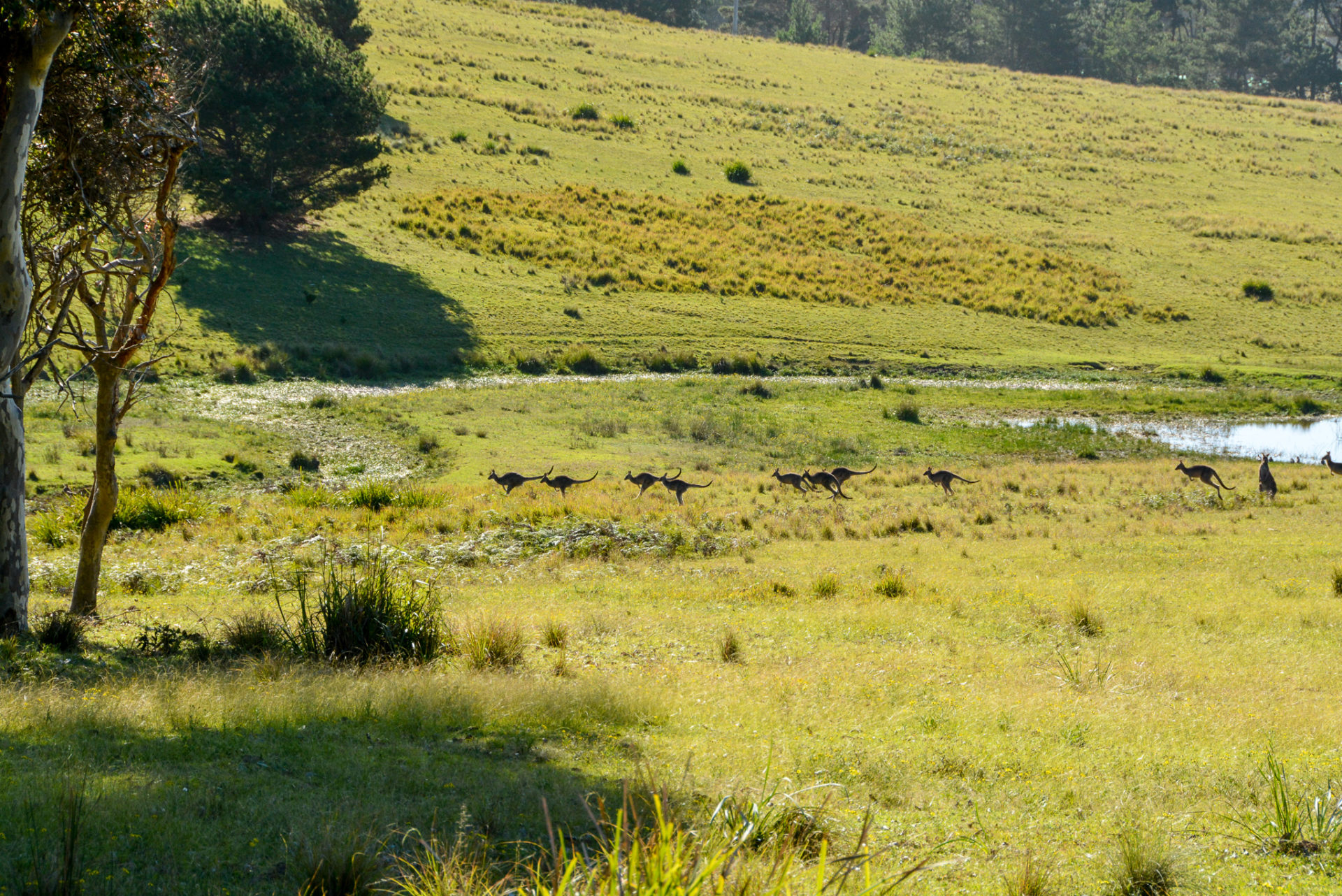 Eine Herde hüpfender Kängurus in New South Wales