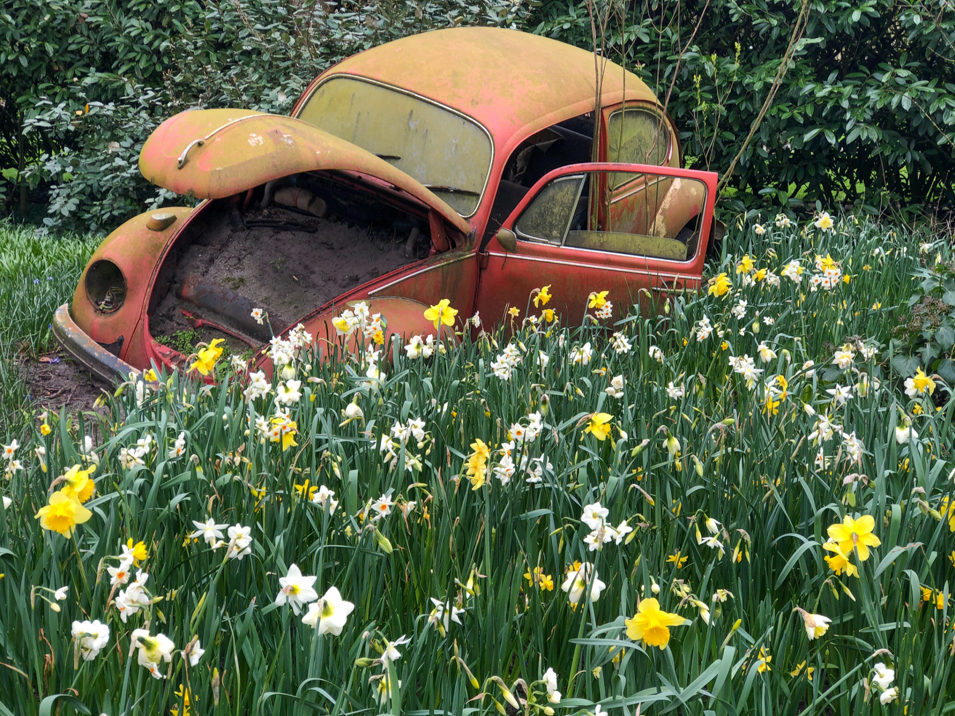 Autowrack eines VW Käfer in einem Feld aus Narzissen bei Noordwijk