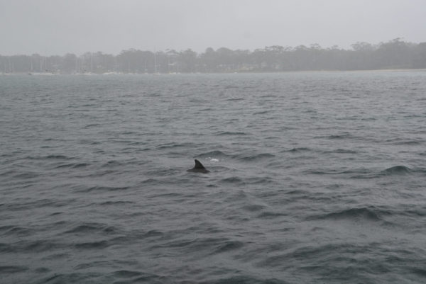 Ein einsamer Delphin im Dauerregen in der Jervis Bay in Australien