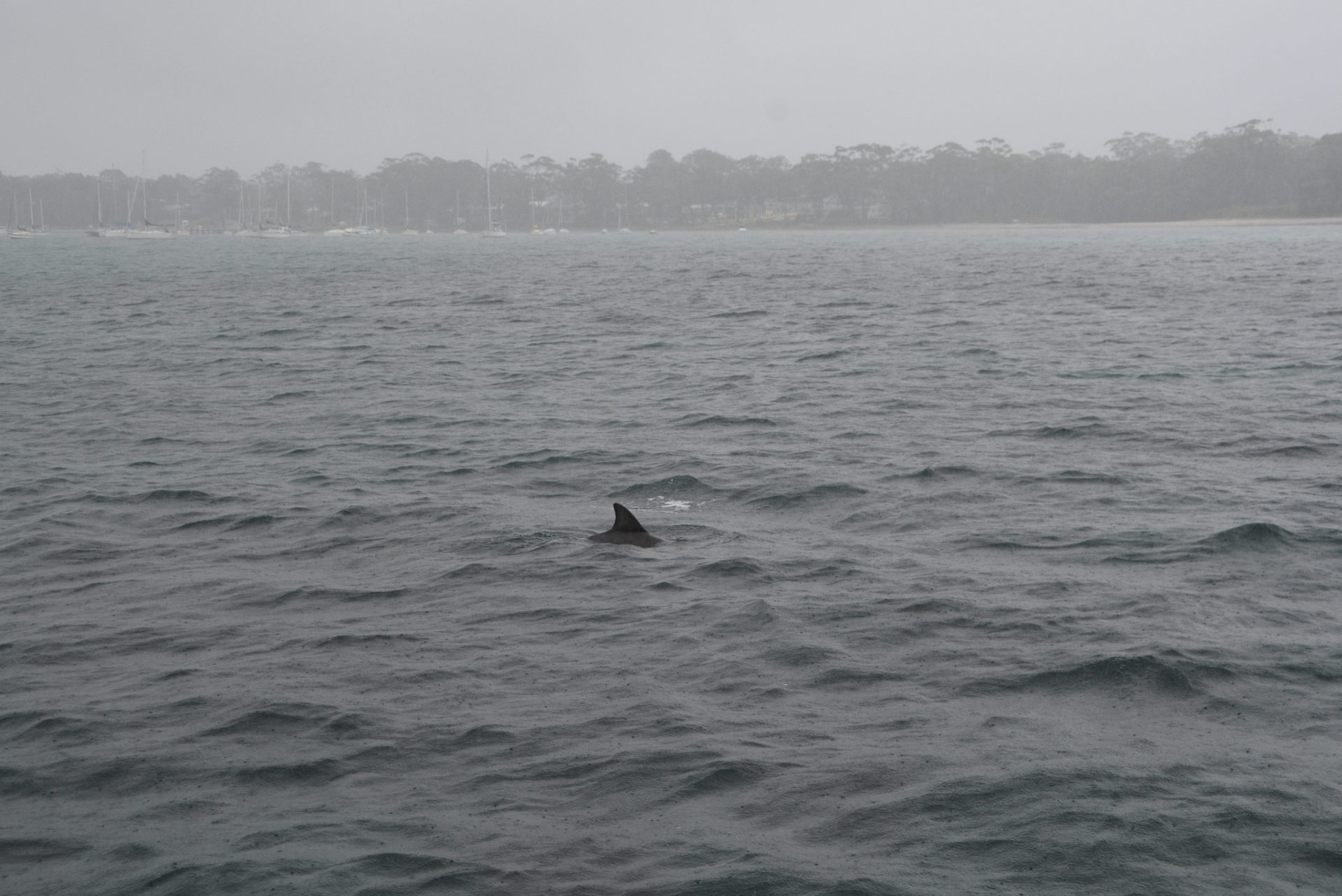 Ein einsamer Delphin im Dauerregen in der Jervis Bay in Australien