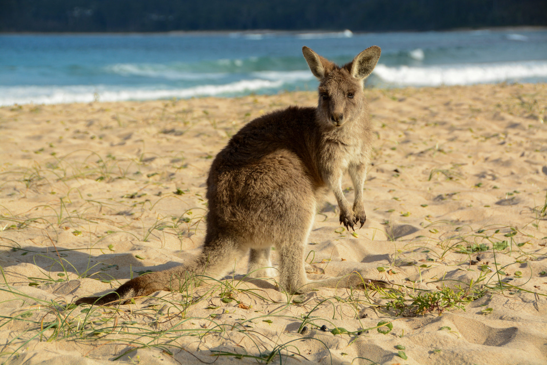 Posierendes Wallabe am Pebbly Beach zwischen Sydney und Melbourne.