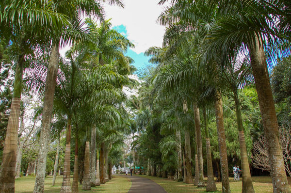 Palmenallee im Botanischen Garten Curepipe auf Mauritius