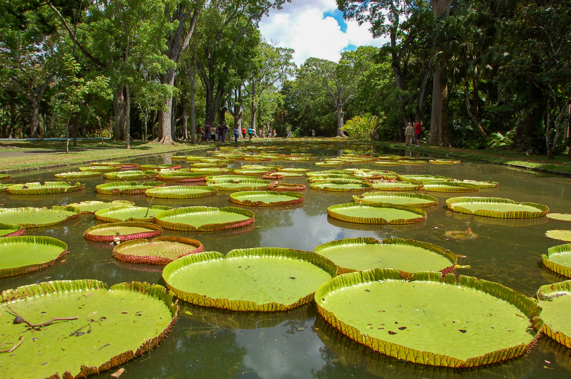 Riesenseerosen im Botanischen Garten Curepipe auf Mauritius