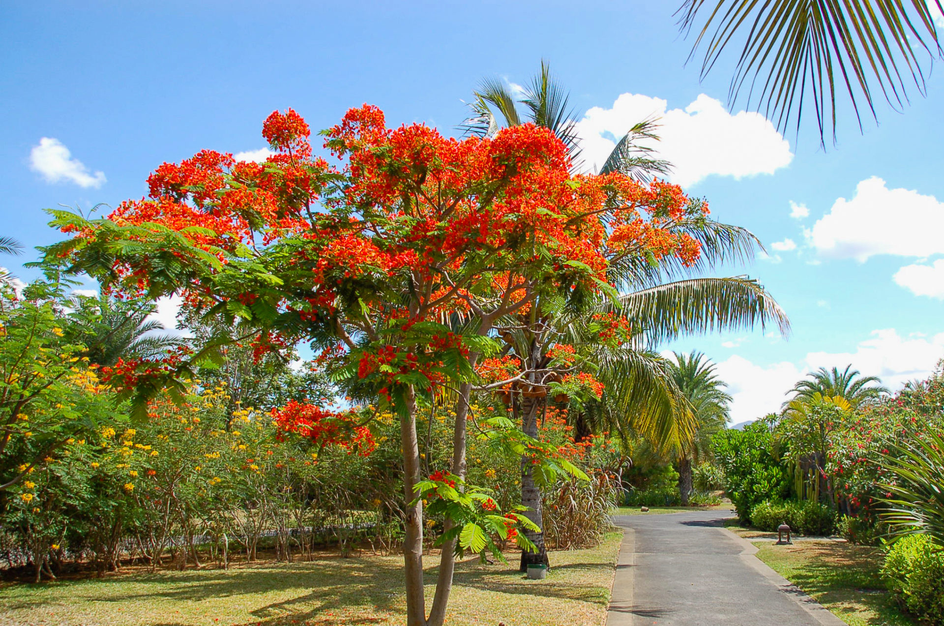 Flammenbaum auf dem Gelände des Maradica Resort in Mauritius