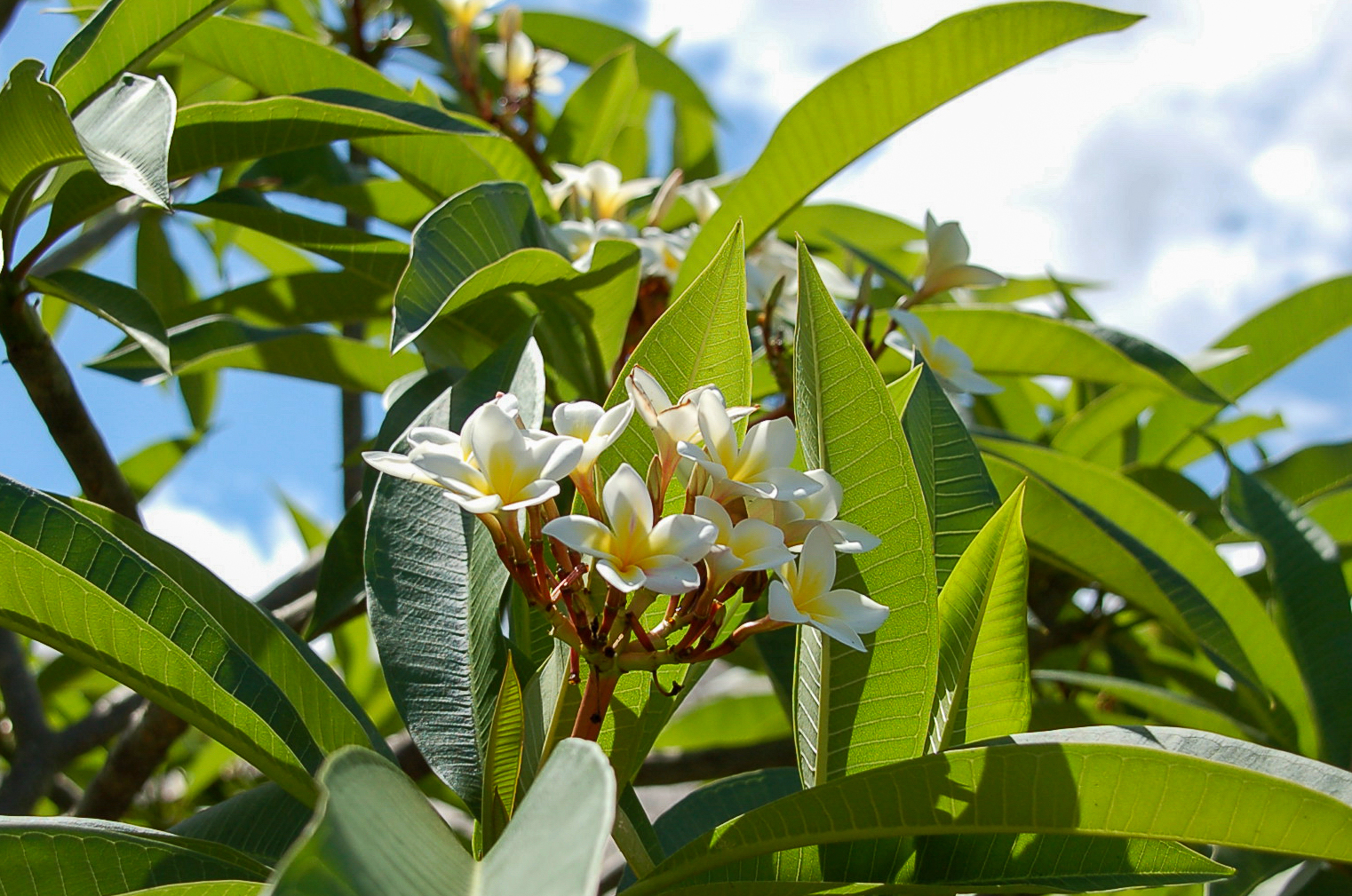 Frangipani-Blüte auf Mauritius