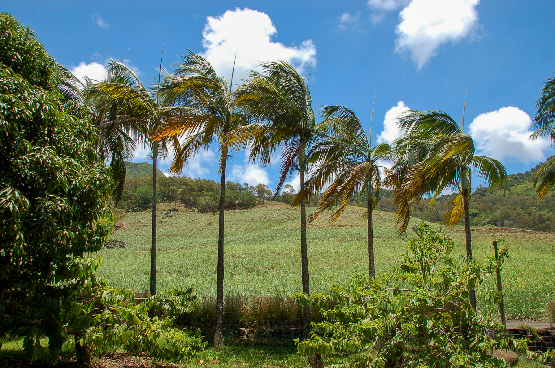 Palmen im Wind im Kestrel Valley im Südosten von Mauritius