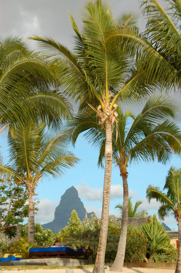 Palmen am Strand von Tamarin Beach auf Mauritius mit den Gipfeln des Black River Gorge im Hintergrund