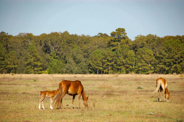 Wilde Pferde mit Pony grasen auf der amerikanischen Insel Cumberland