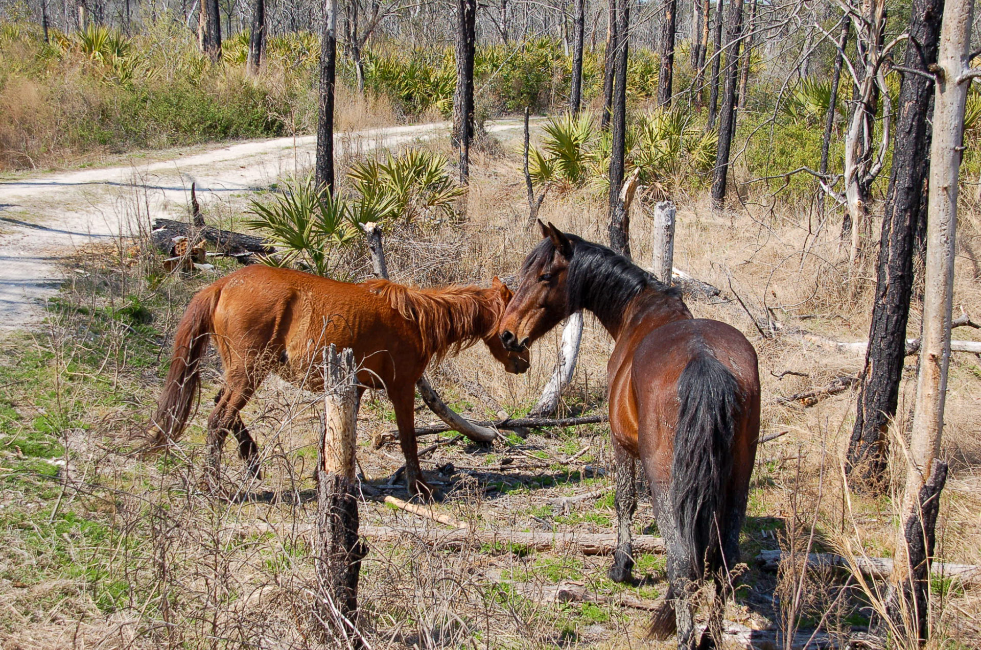 Wilde Pferde im Urwald von Cumberland Island