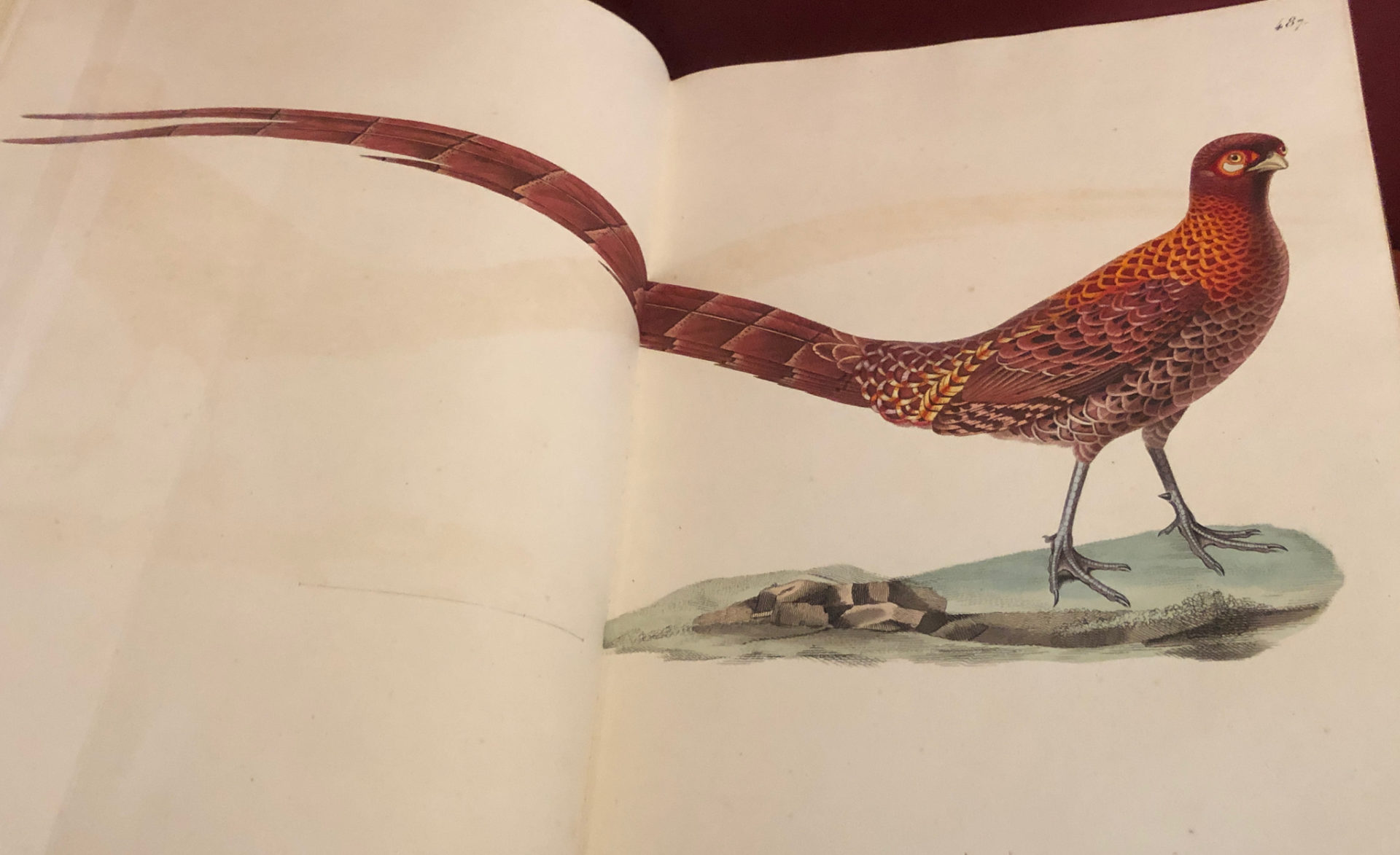 Ein Fasan aus dem Buch Birds of America von Audubon.
