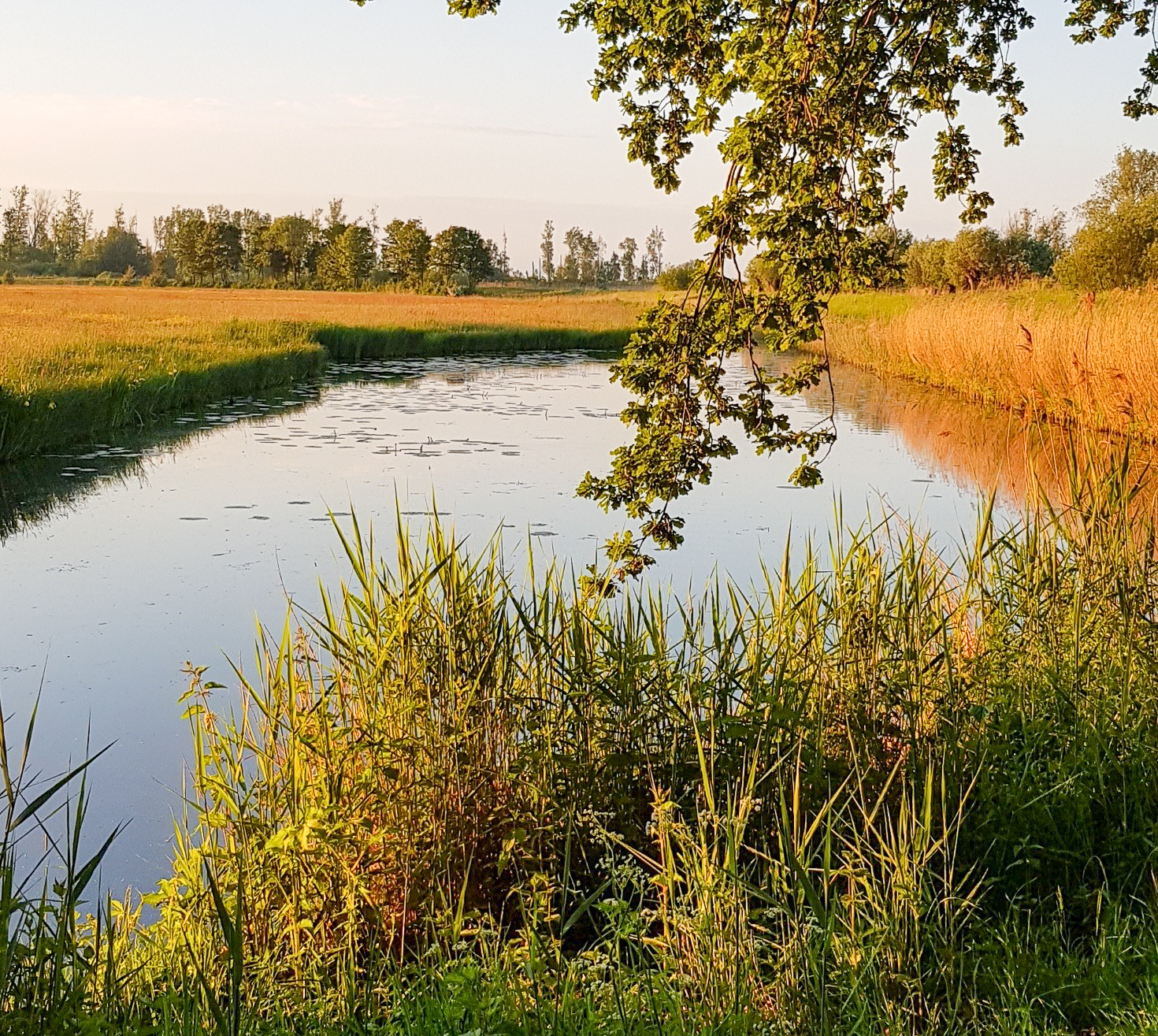 Idyll im Delta von Rhein und Maas: Nationalpark De Biesbosch bei Rotterdam