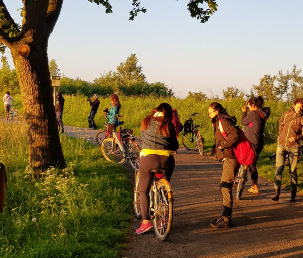 Radfahrer und Wanderer im Nationalpark De Biesbosch bei Dordrecht