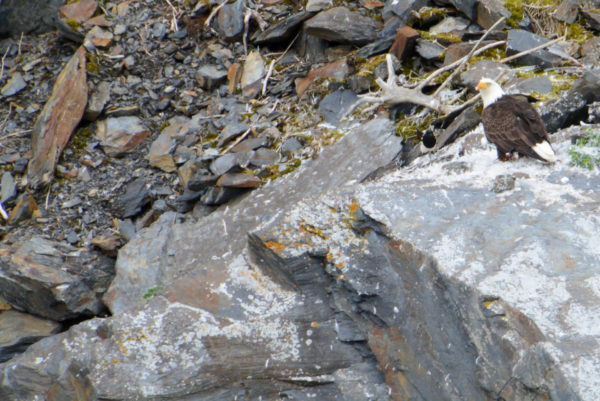 Weißkopfseeadler auf einem Felsen in Alaska