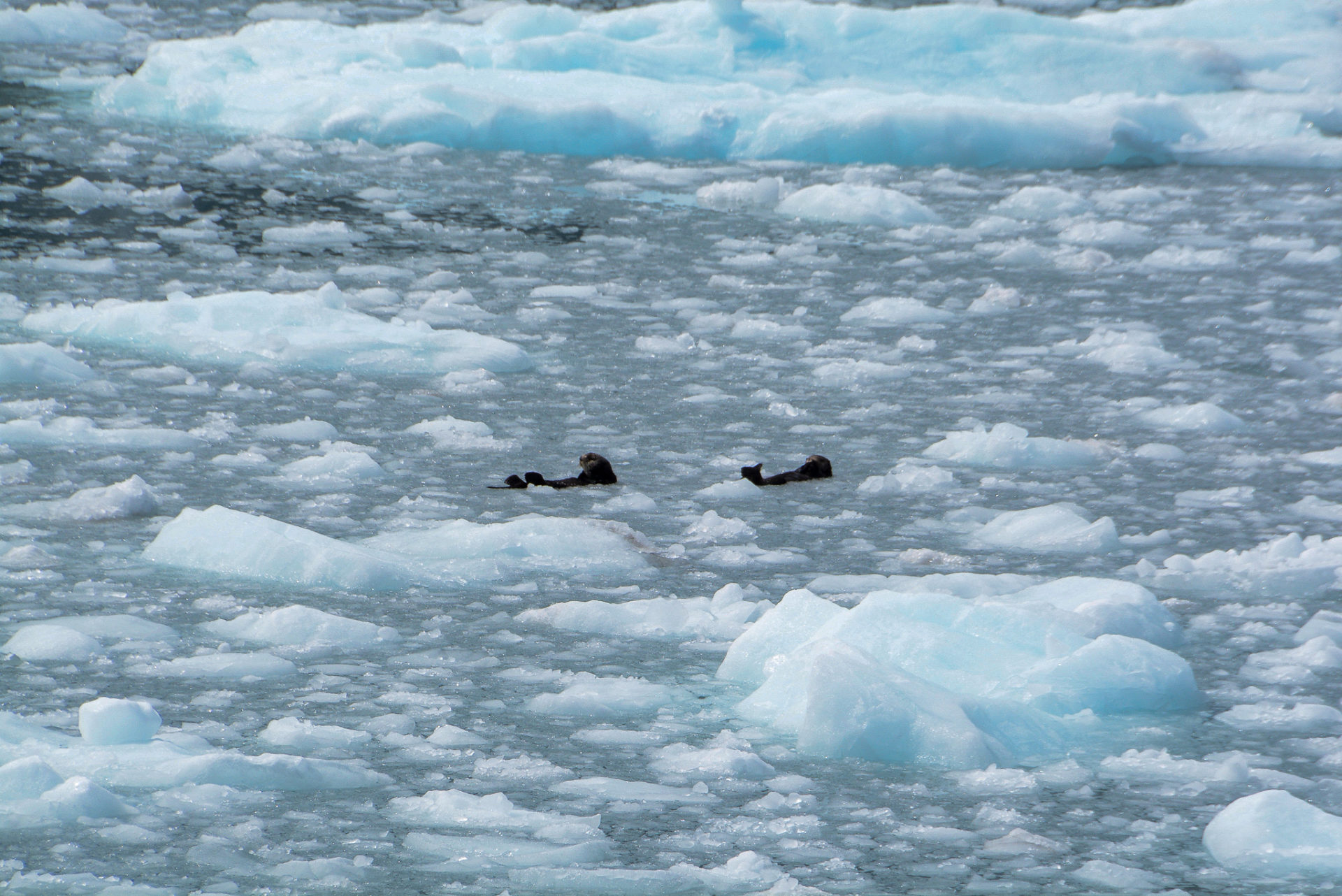 Otter schwimmen zwischen Eisschollen auf dem Rücken im Prinz-William-Sund in Alaska