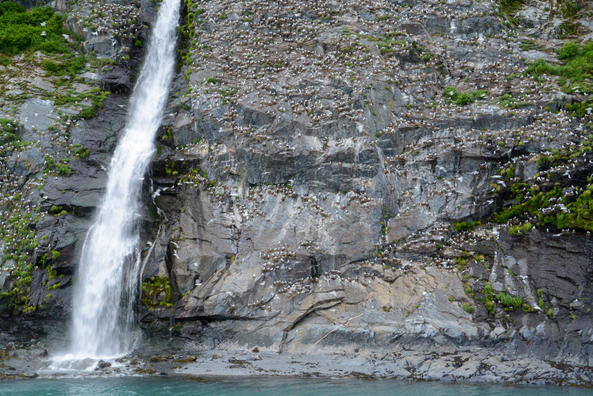 Wasserfall auf einemn Felsen voller Seevögel bei einer Kreuzfahrt in Alaska